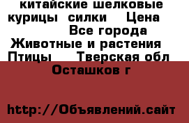 китайские шелковые курицы (силки) › Цена ­ 2 500 - Все города Животные и растения » Птицы   . Тверская обл.,Осташков г.